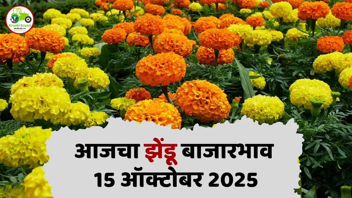 आजचा झेंडू बाजारभाव (15 ऑक्टोबर 2025)