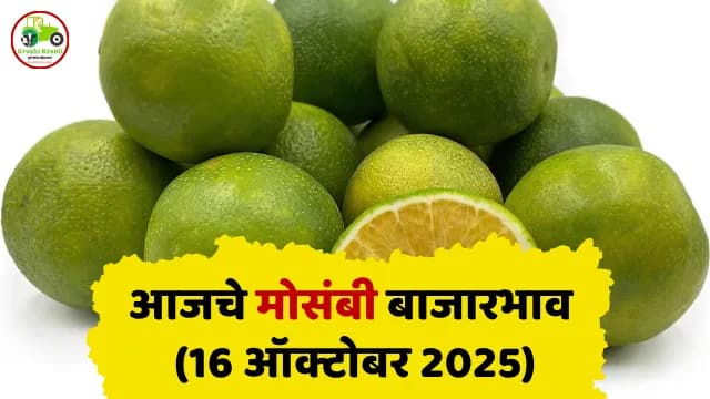 आजचे मोसंबी बाजारभाव (16 ऑक्टोबर 2025)