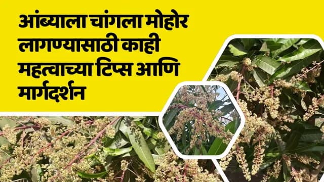 आंब्याला चांगला मोहोर लागण्यासाठी काही महत्वाच्या टिप्स आणि मार्गदर्शन