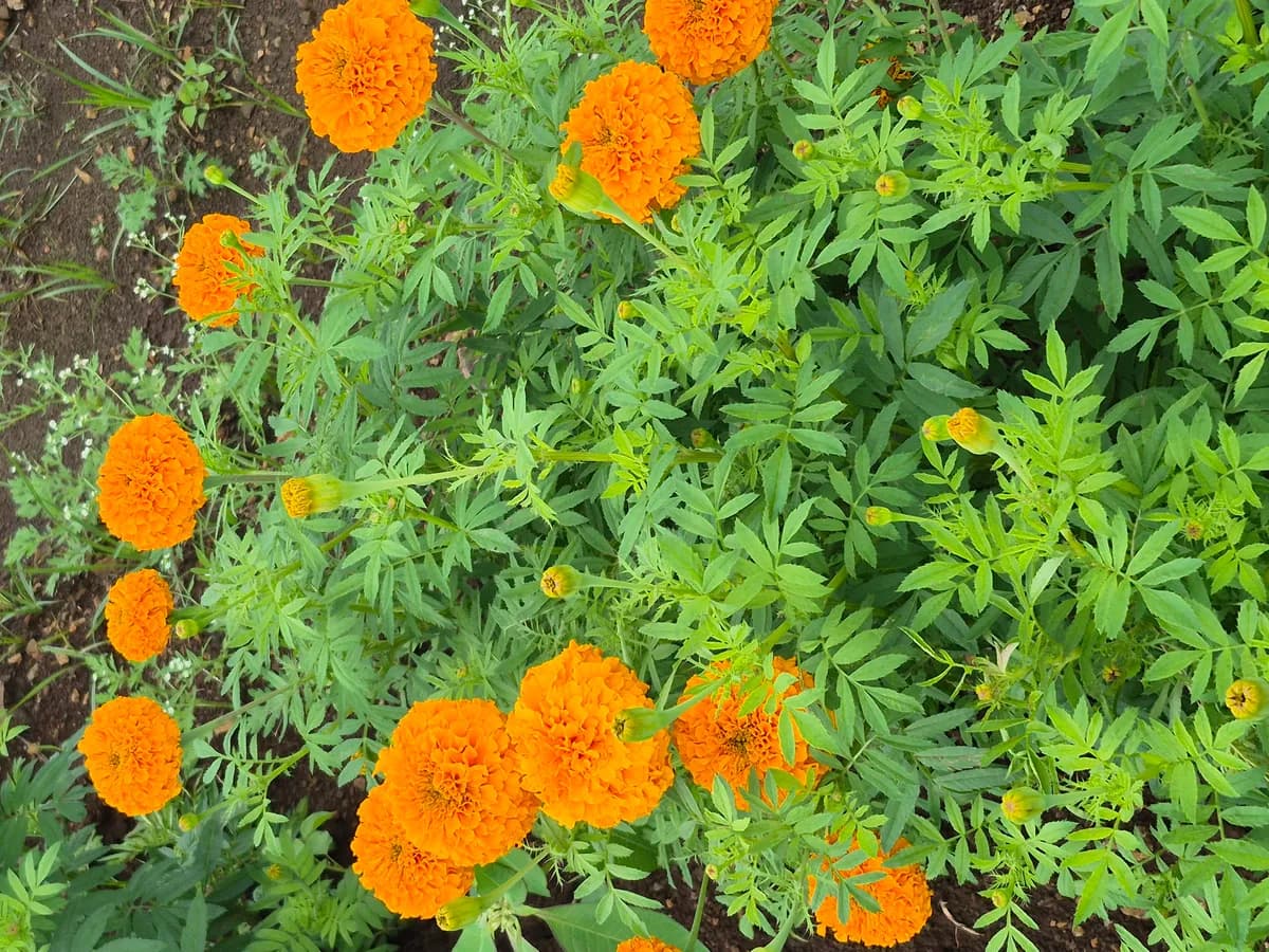 दिवाळीसाठी झेंडू फुले विकणे आहे 