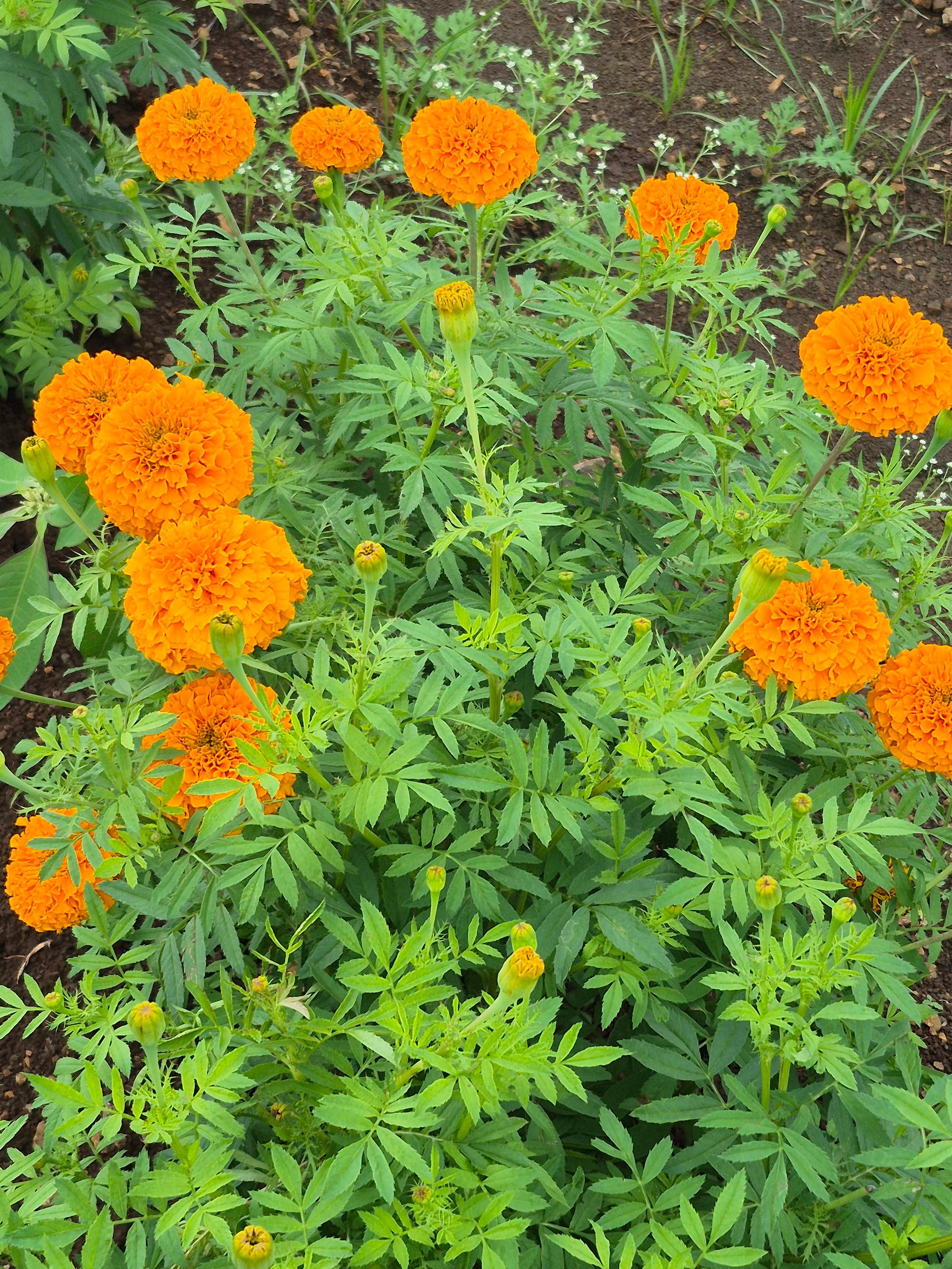 दिवाळीसाठी झेंडू फुले विकणे आहे 