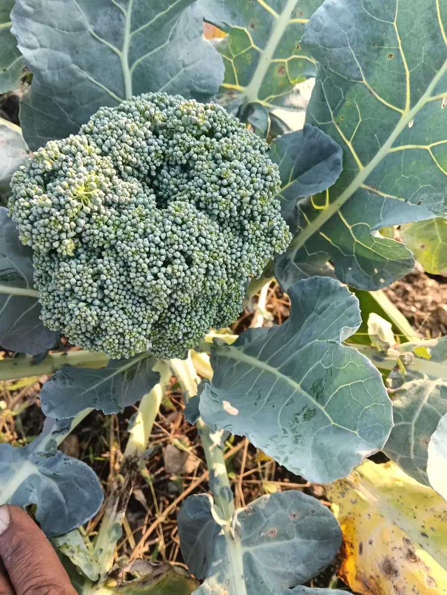 ब्रोकॉली विक्रीसाठी उपलब्ध