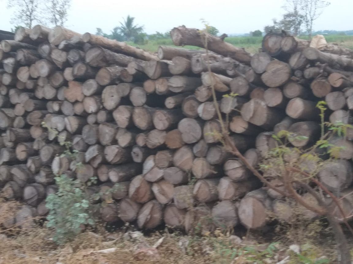 सागवान लाकूड विकने आहे 