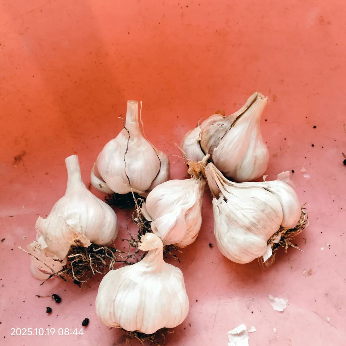 गावरान लाल लसूण बियाणे विक्रीसाठी उपलब्ध!