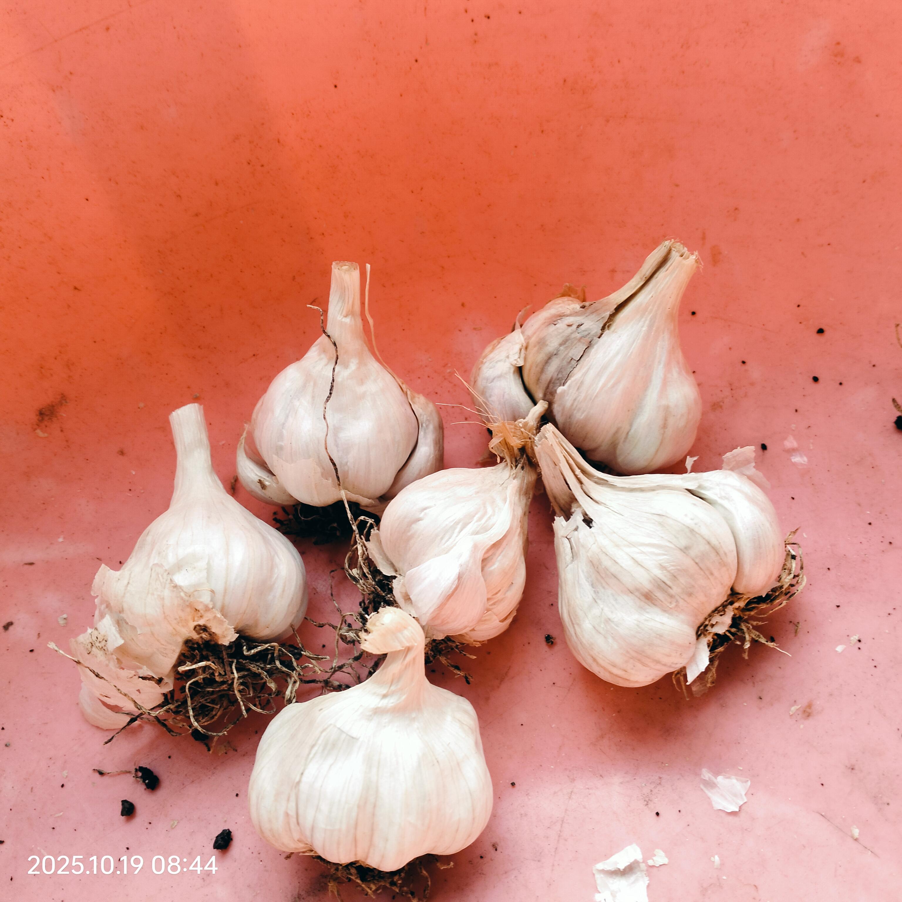 गावरान लाल लसूण बियाणे विक्रीसाठी उपलब्ध!