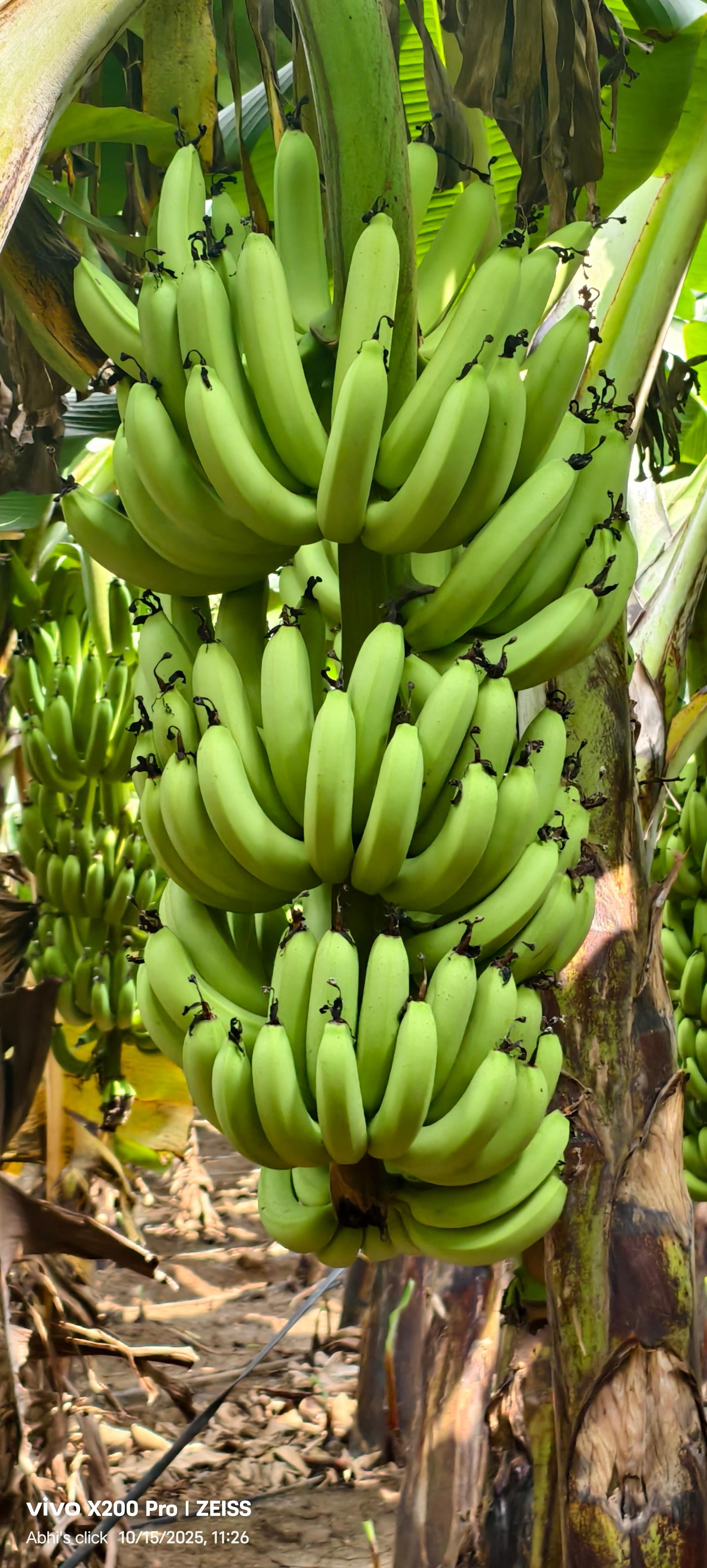 केळी विकणे आहे