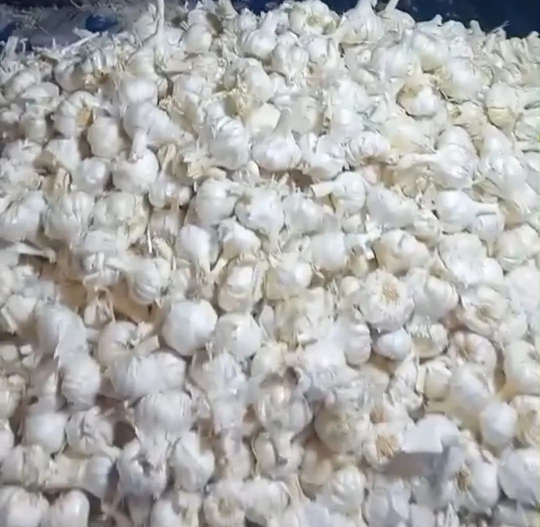 लसूण व कांदा खरेदी केला जाईल