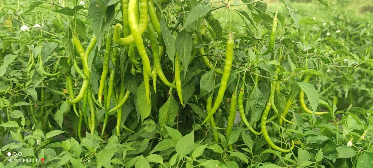 ज्वाला मिरची विक्रीसाठी उपलब्ध