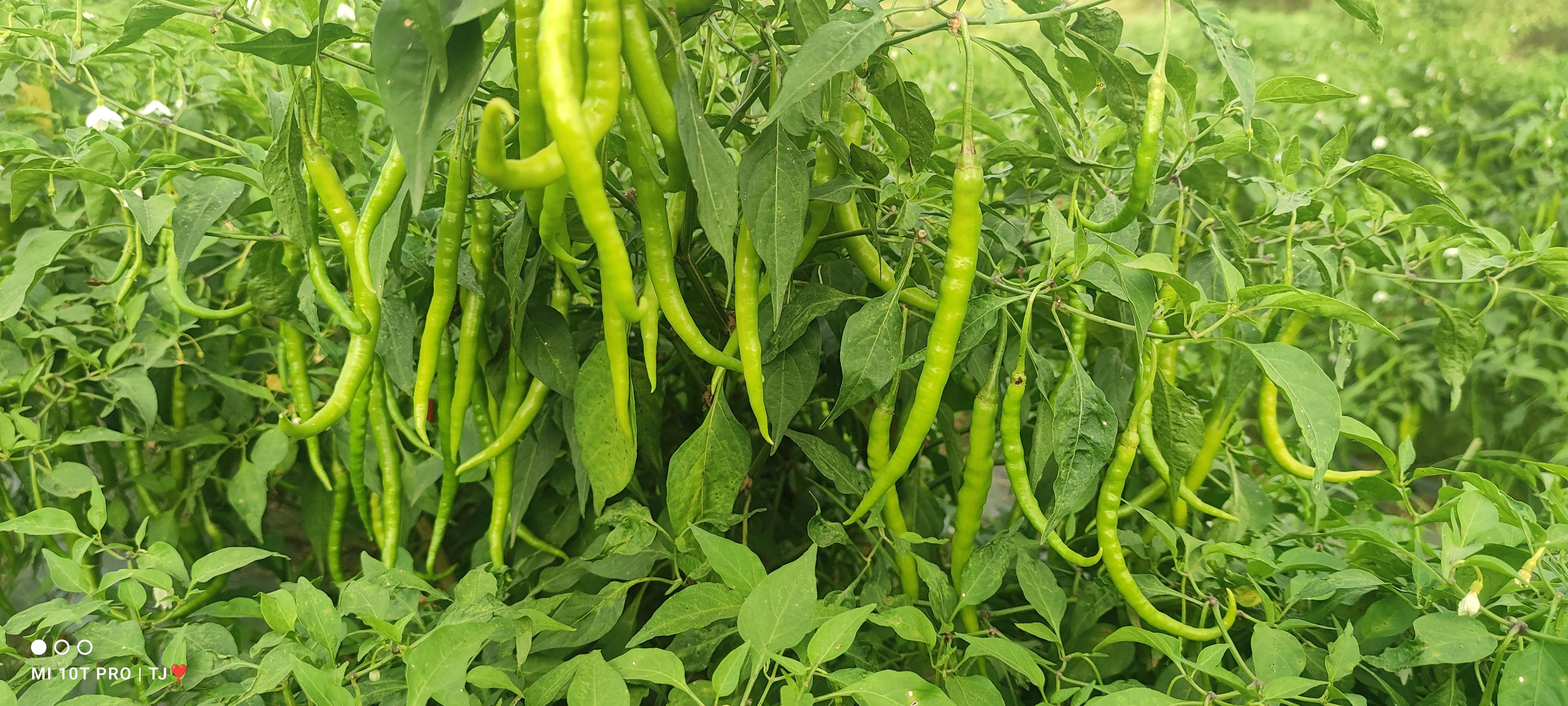 ज्वाला मिरची विक्रीसाठी उपलब्ध