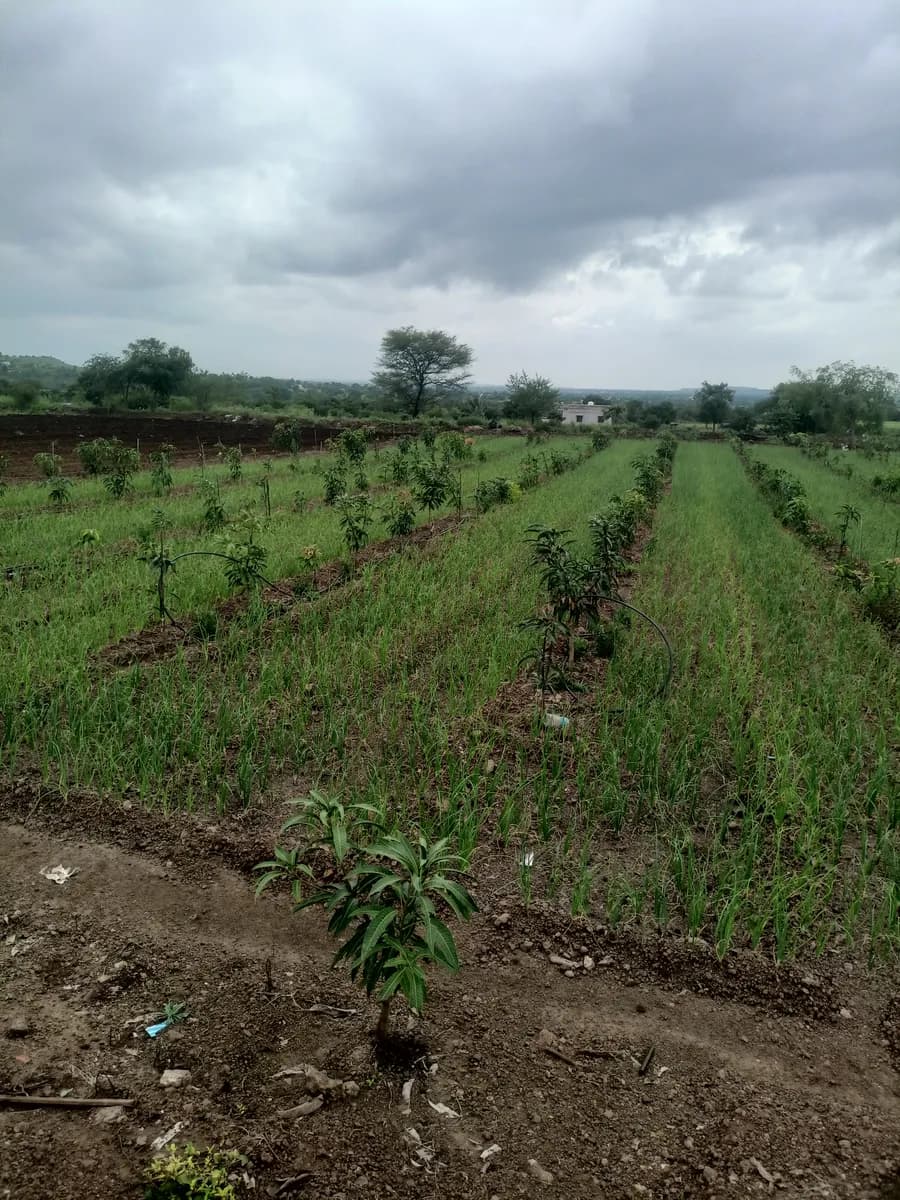 आंबा, कांदा, सफरचंद, वाटाणा, कडधान्य व फळे खरेदी विक्री