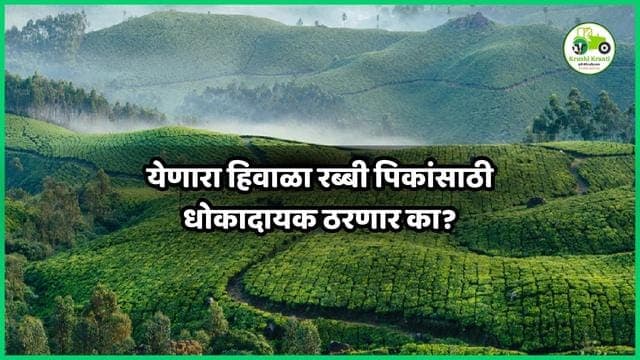 येणारा हिवाळा रब्बी पिकांसाठी धोकादायक ठरणार का?