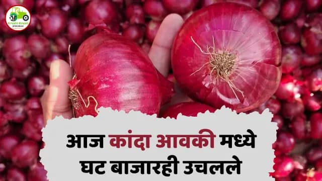 कांदा बाजारभाव 23 ऑक्टोबर 2025 | Maharashtra Onion Rate Today