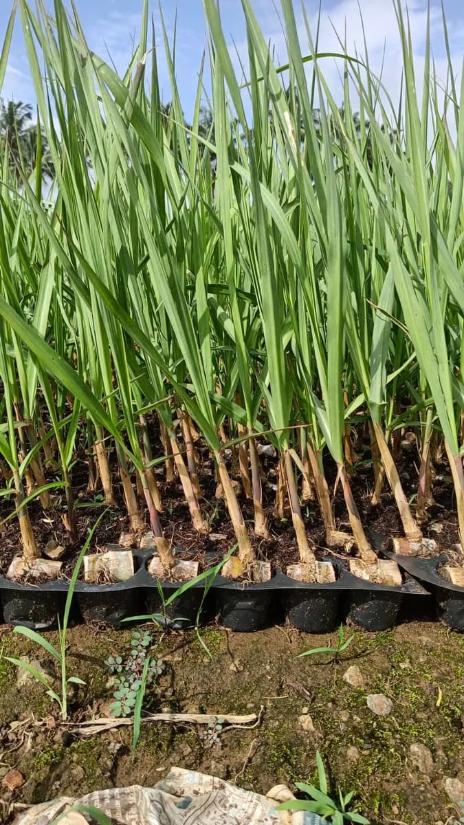 यश हायटेक ऊस रोपवाटिका 