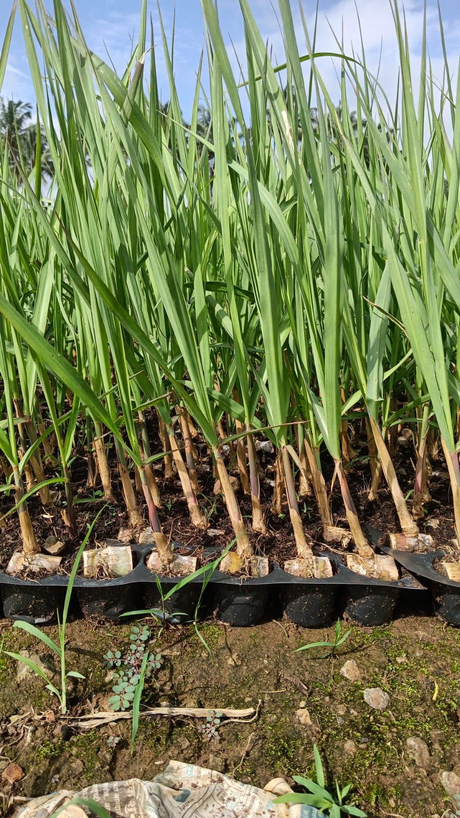 यश हायटेक ऊस रोपवाटिका 