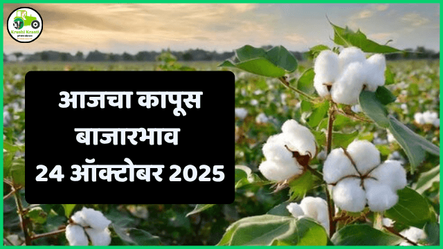 कापूस बाजारभाव 24 ऑक्टोबर 2025 | Maharashtra Cotton Rate Today | आजचे कापूस दर