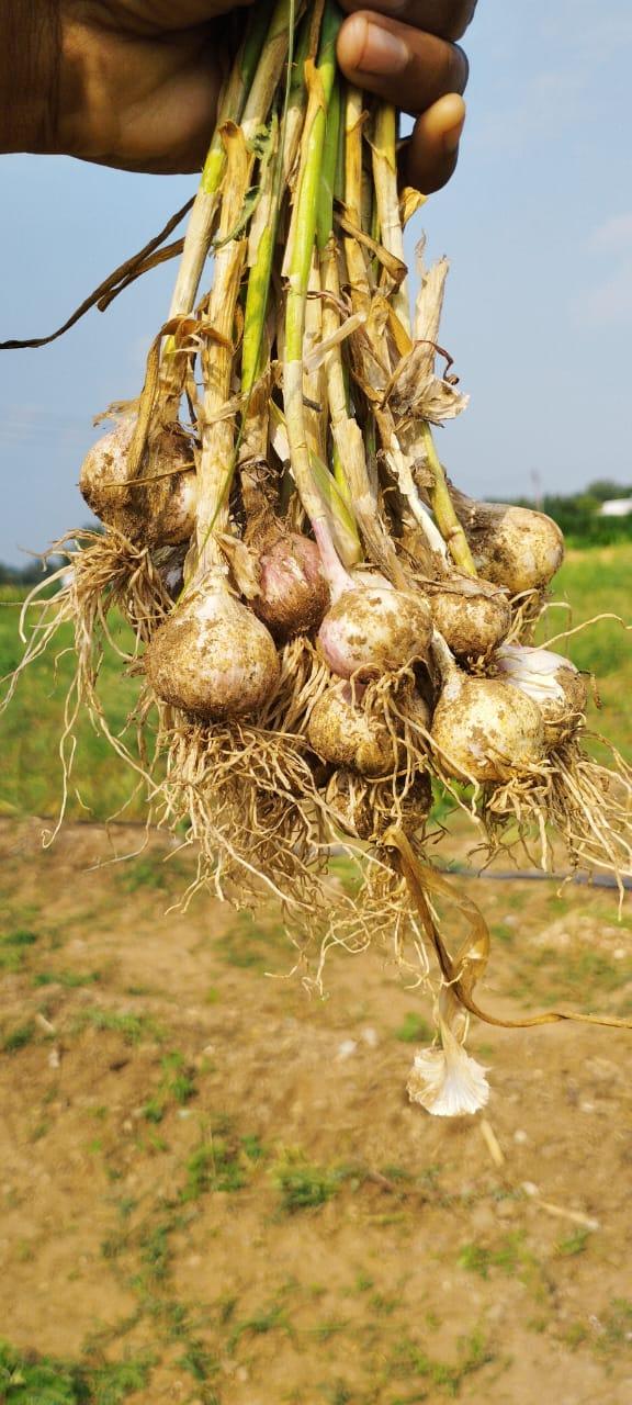 गावरान लसूण बियाणे विकणे आहे