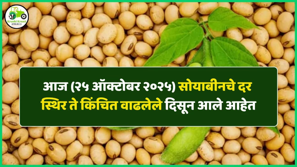 आजचे सोयाबीन बाजारभाव २५ ऑक्टोबर २०२५ | Maharashtra Soybean Market Rates
