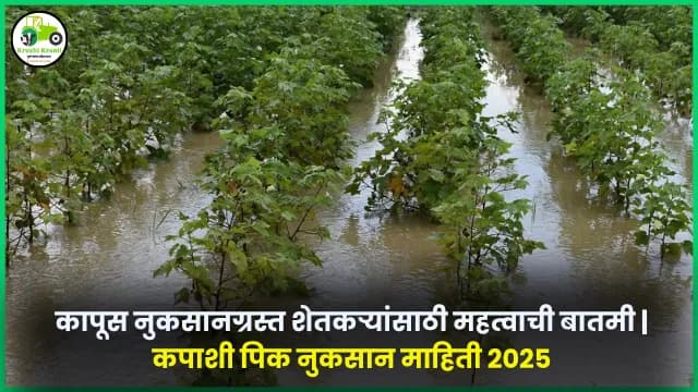 kapus nuskan news : कापूस नुकसानग्रस्त शेतकऱ्यांसाठी महत्वाची बातमी