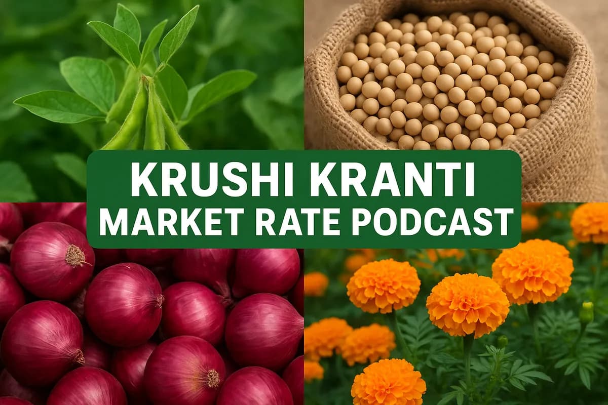 Krushi Kranti Podcast: कांदा भाव दबावातच, झेंडूला उठाव, कापूस आवक सुधारली, मका भाव घसरले, गव्हाचे व सोयाबीन दर स्थिर