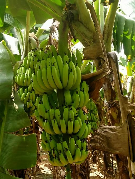 एक्सपोर्ट दर्जाचे केळी विक्रीसाठी उपलब्ध! 