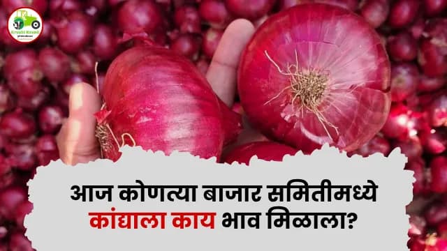 आज कोणत्या बाजार समितीमध्ये कांद्याला काय भाव मिळाला?