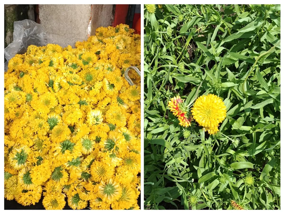 गलांडा फुले विकणे आहेत