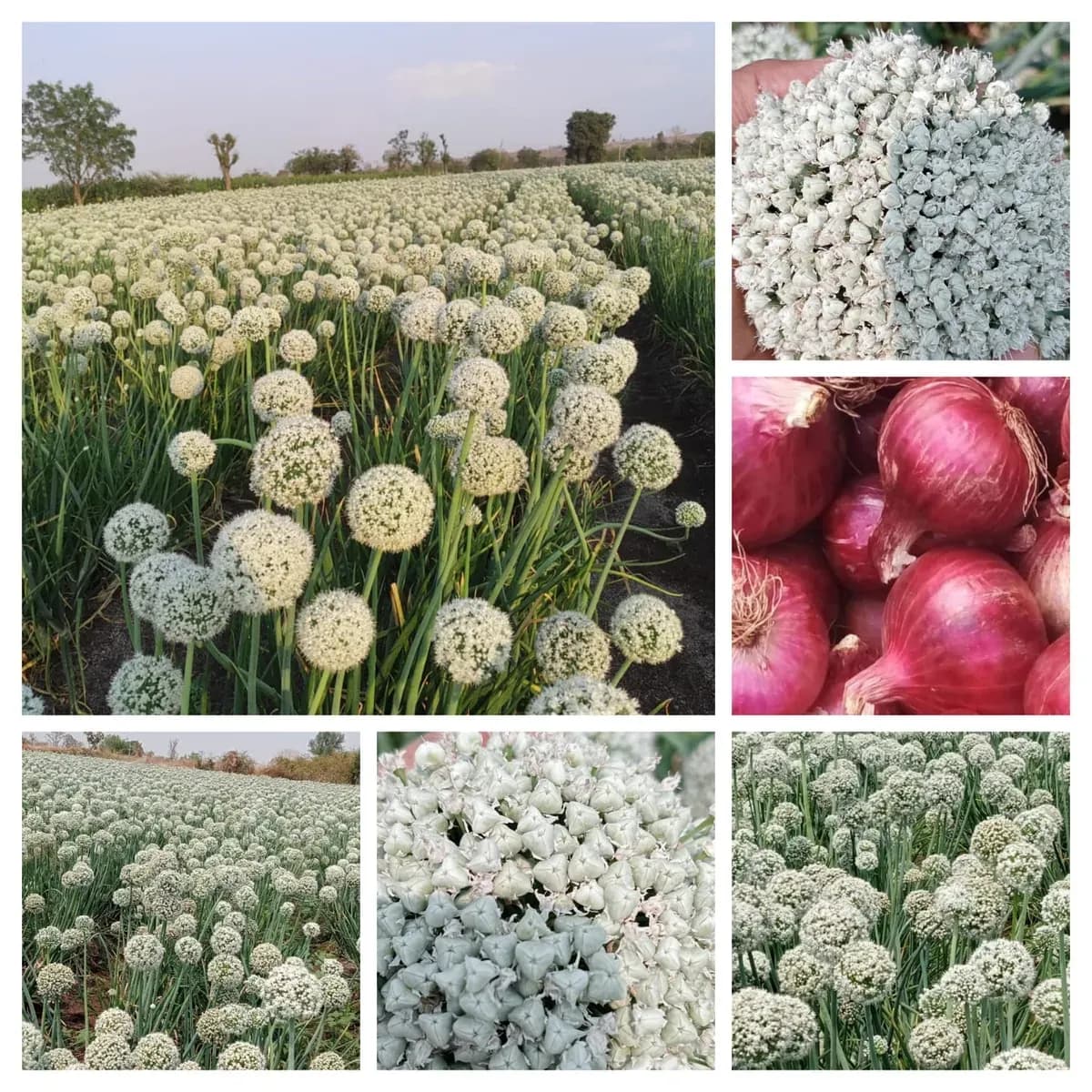 आमच्याकडे खात्रीशीर १००% घरगुती तयार केलेले कांदा बियाणे मिळेल