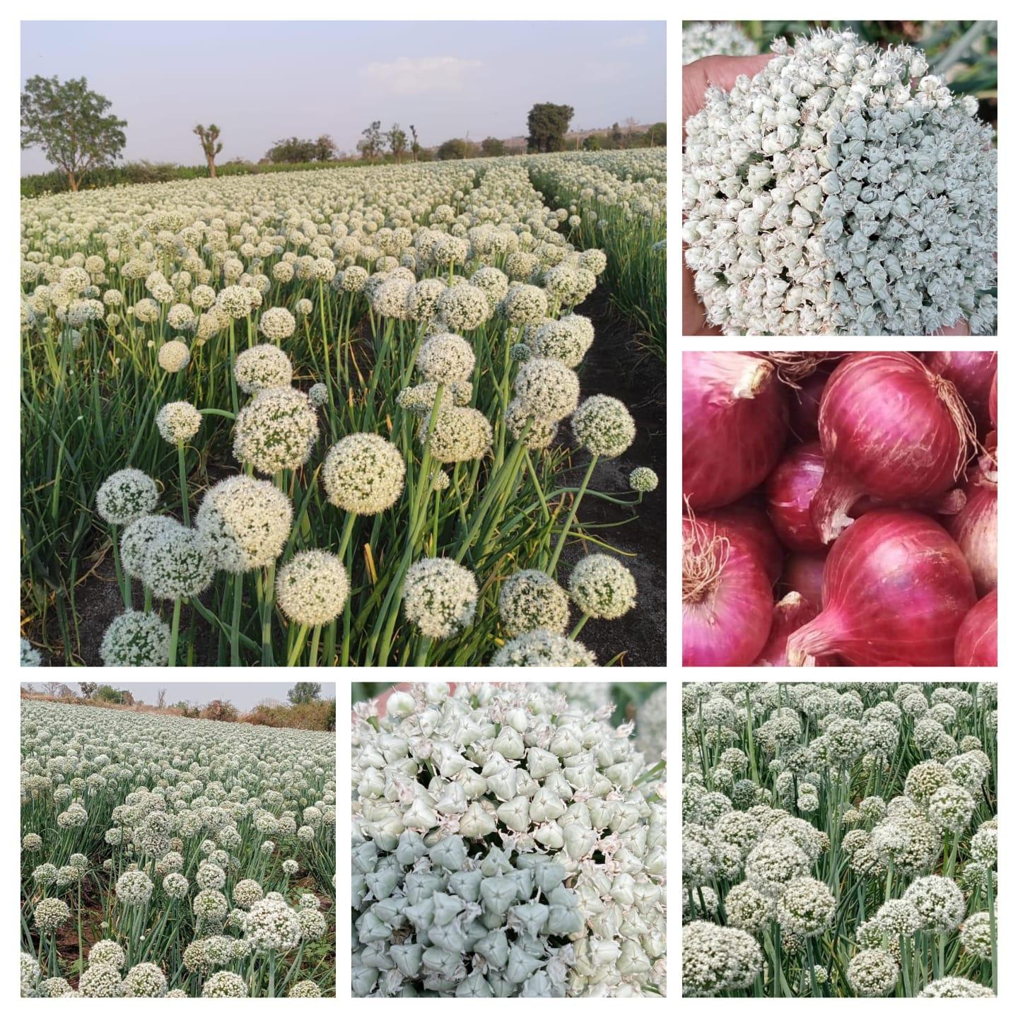 आमच्याकडे खात्रीशीर १००% घरगुती तयार केलेले कांदा बियाणे मिळेल