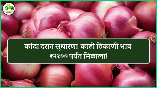 कांदा दरात सुधारणा : काही ठिकाणी भाव ₹२१०० पर्यंत मिळाला!