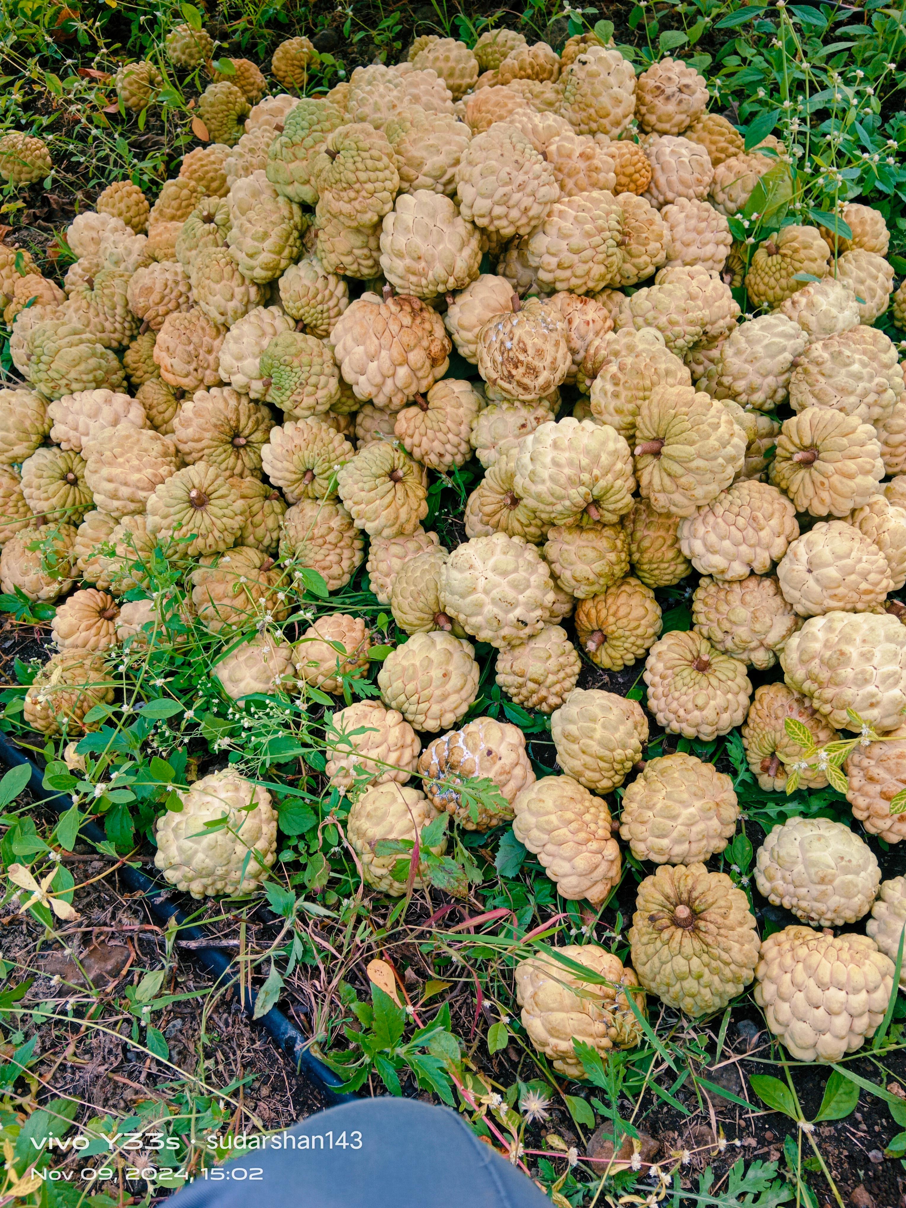 सुपर गोल्डन सीताफळ विकणे आहे