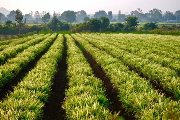 ५  एकर शेतजमीन वाट्याने देणे आहे