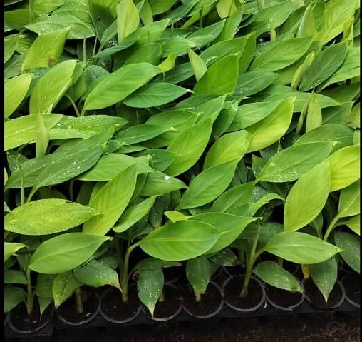 माइक्रोसन G9 केळीची उच्च दर्जाची खात्रीशीर रोपे मिळतील