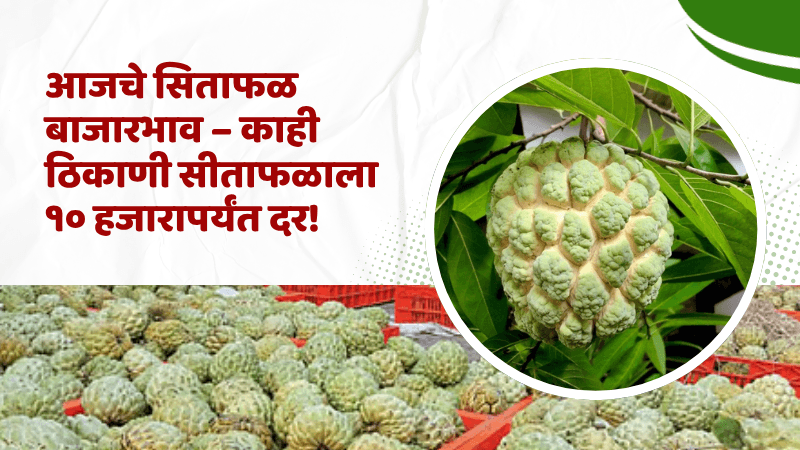 महाराष्ट्रातील सिताफळ दर (29 ऑक्टोबर 2025) – आजचे सीताफळ बाजार भाव

