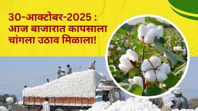 ajcha kapus bajarbhav 30-आक्टोबर-2025 : आज कापसाला चांगला उठाव मिळाला!
