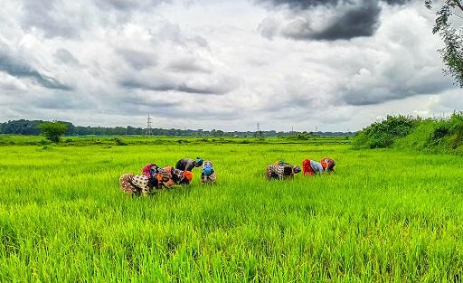 शेतीकामासाठी अनुभवी मजूर मिळतील