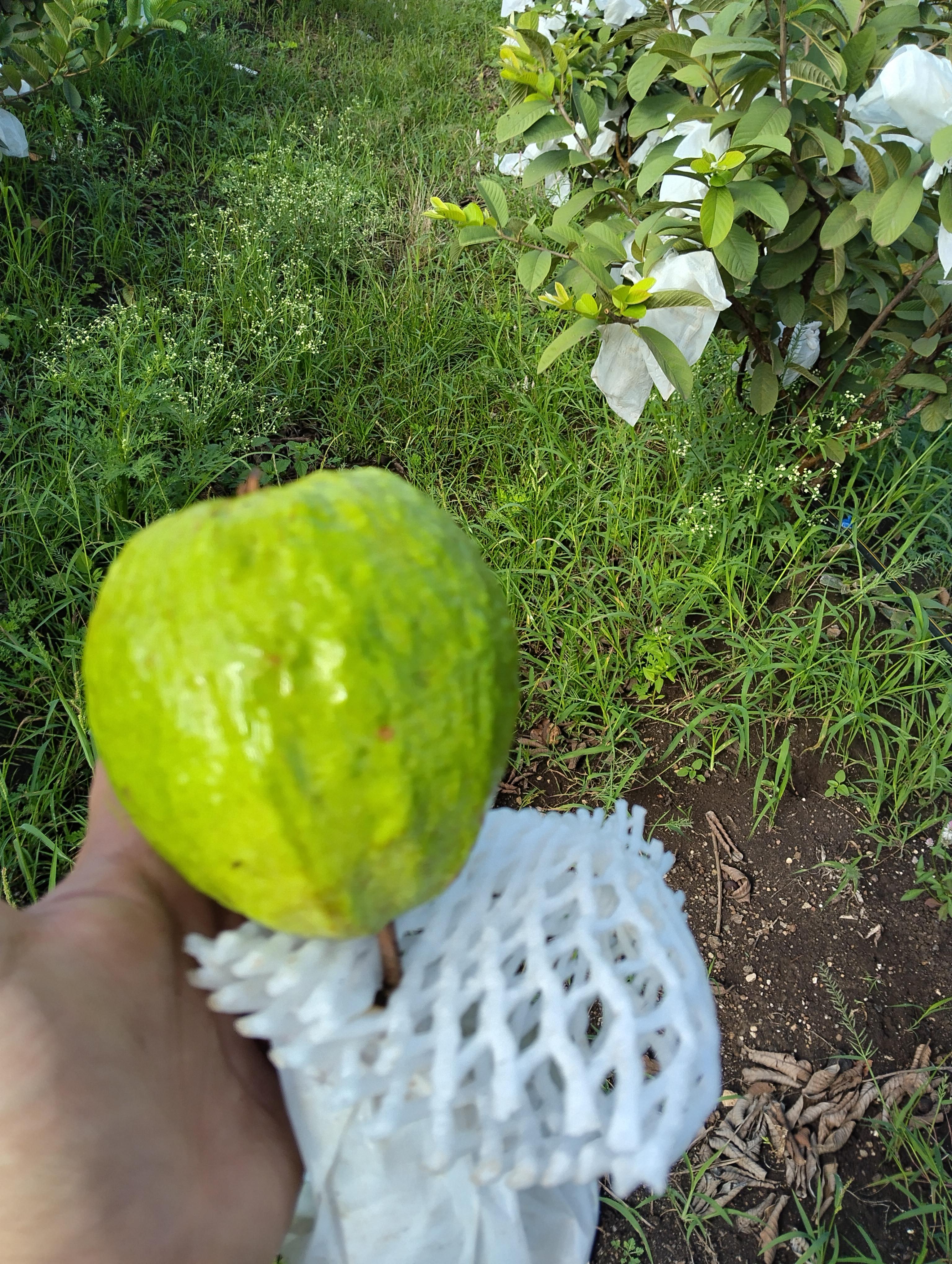 तैवान पिंक पेरू बाग सुरु!