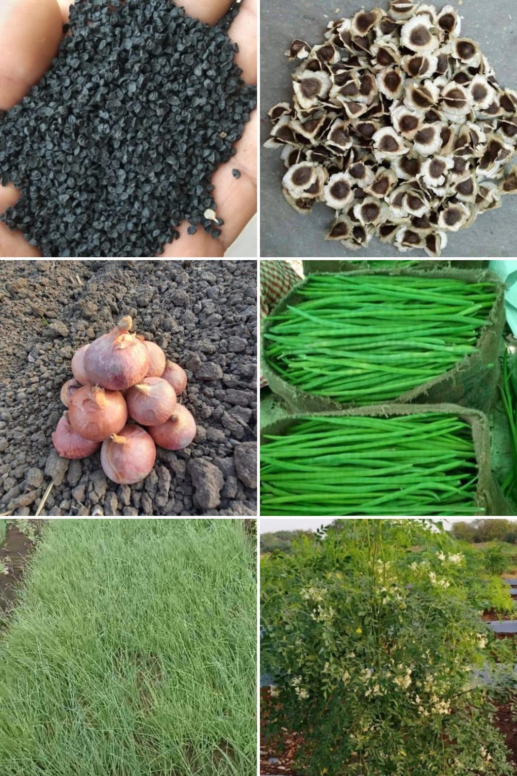 कांदा व शेवगा बियाणे मिळतील