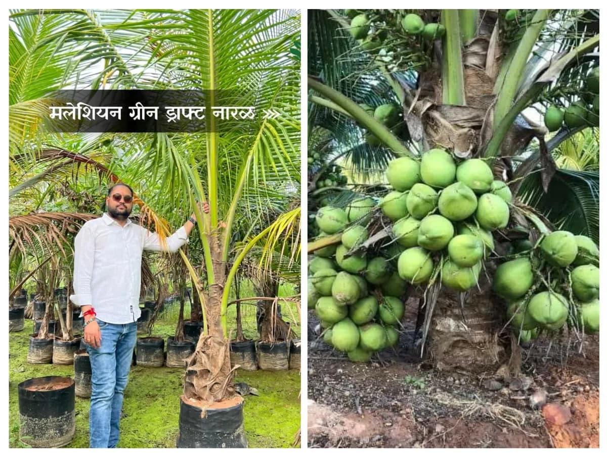 हिंदवी होलसेल नर्सरी