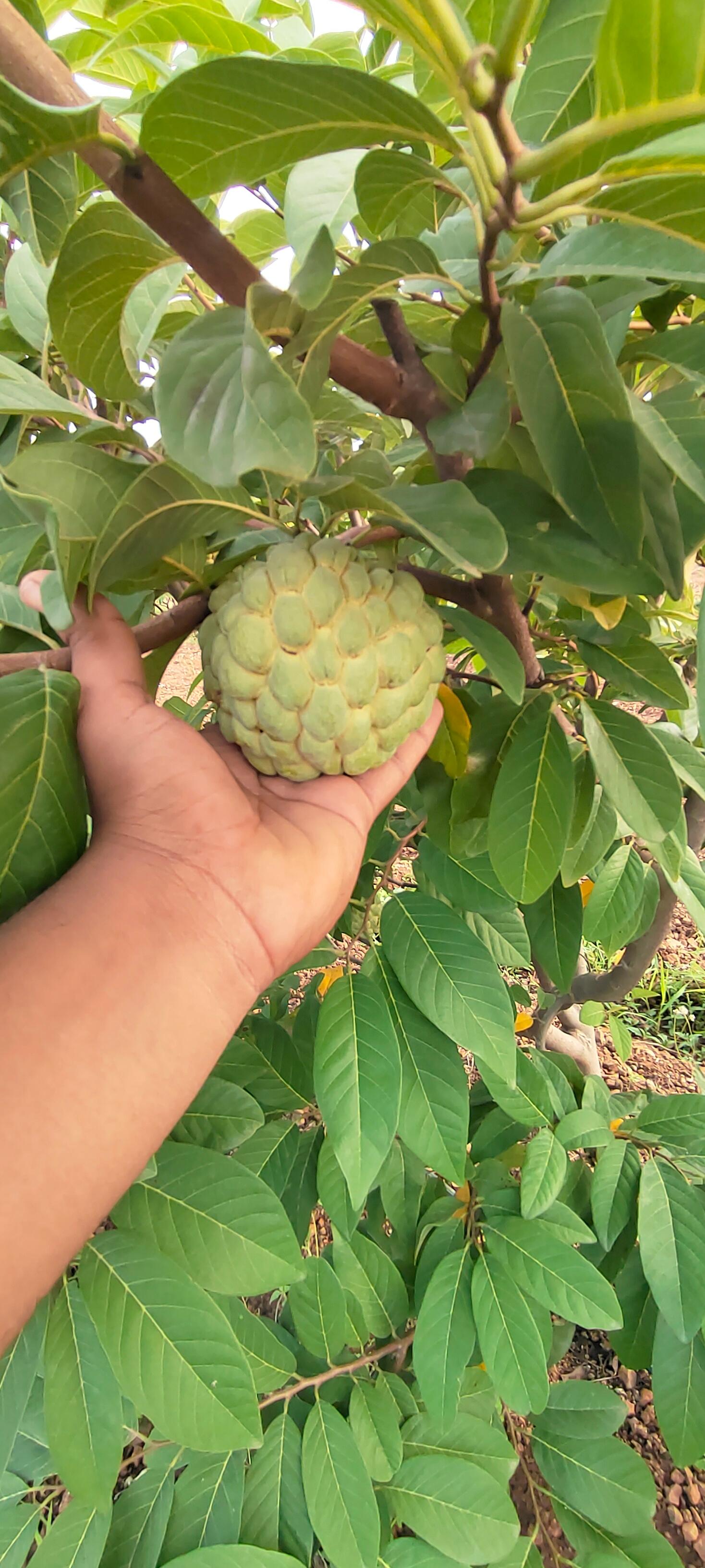 सीताफळ विकणे आहे