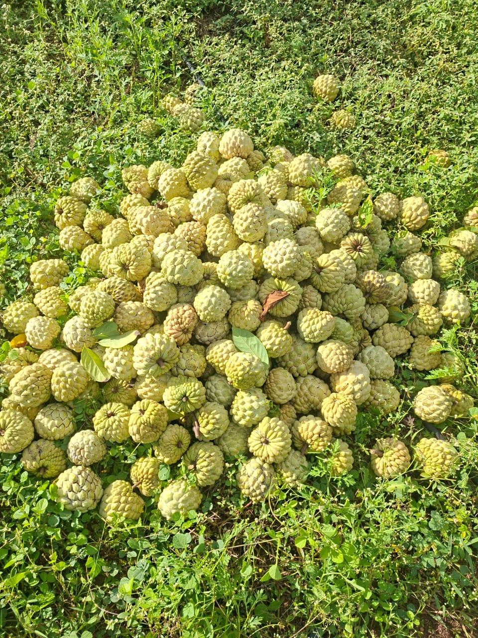 गोल्डन सुपर सीताफळ विक्रीसाठी उपलब्ध! 