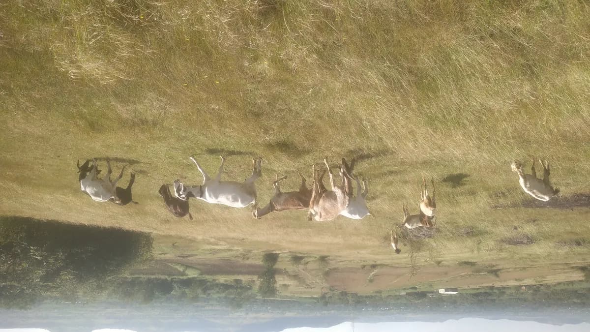 शेळ्या व बोकड विकणे आहे