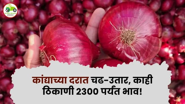 Maharashtra Onion Price Today: कांद्याच्या दरात चढ-उतार, काही ठिकाणी २३०० पर्यंत भाव!