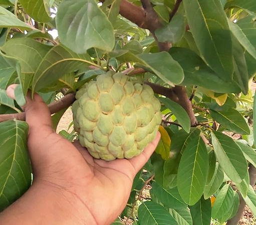 सीताफळ विकणे आहे