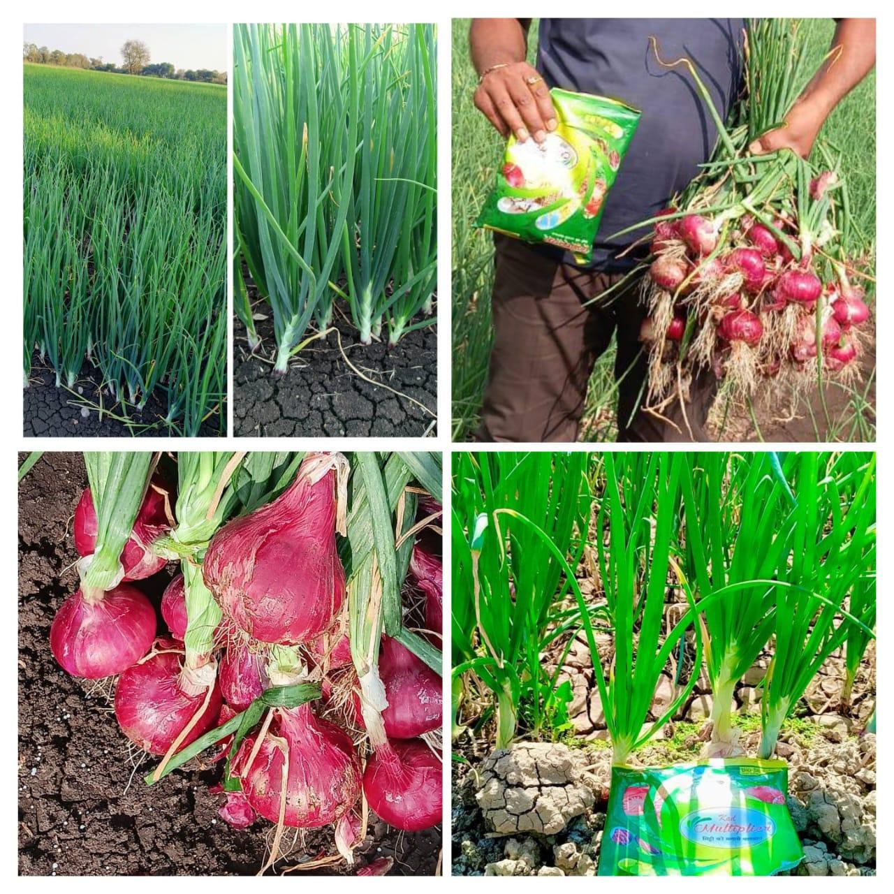 ऑरगॅनिक सेंद्रिय मल्टीप्लायर