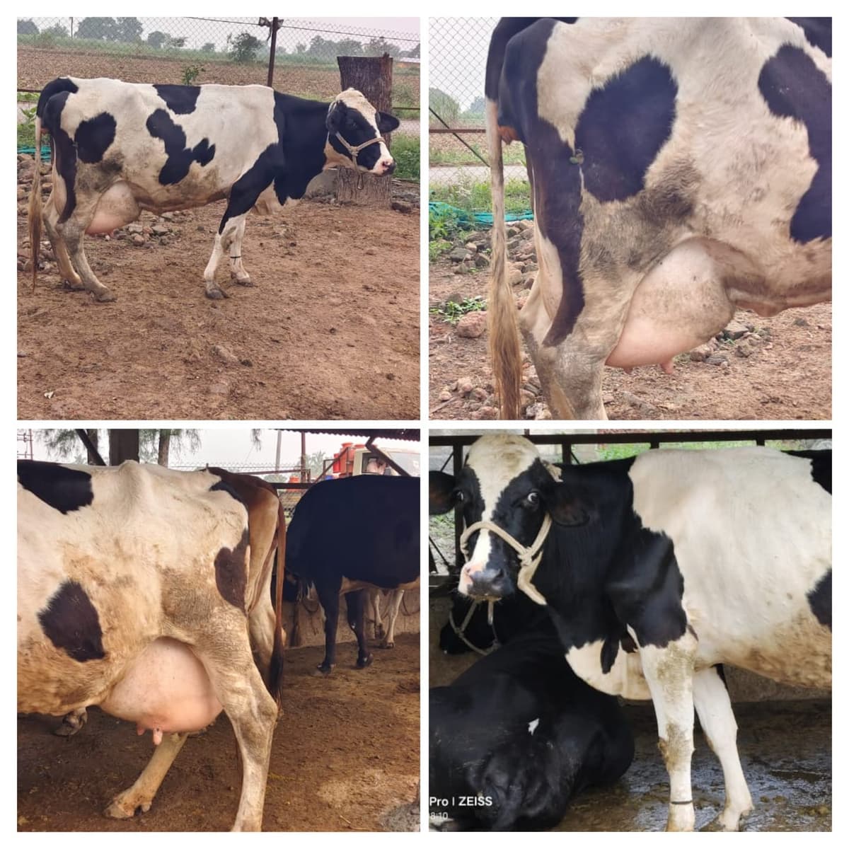 ९ महिने गाभण गाय विकणे आहे