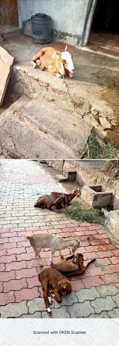 गावरान शेळ्या विकणे आहे