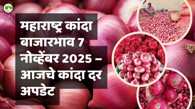 महाराष्ट्र कांदा बाजारभाव 7 नोव्हेंबर 2025 – आजचे कांदा दर अपडेट