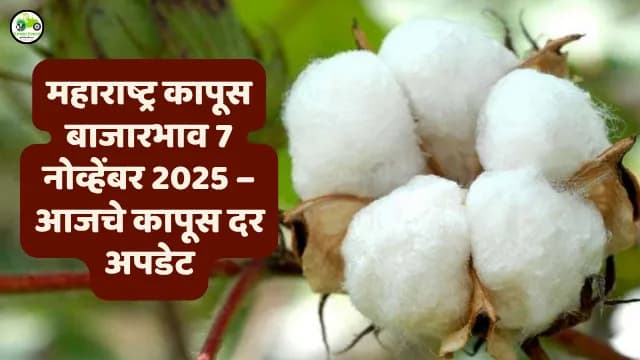 महाराष्ट्र कापूस बाजारभाव 7 नोव्हेंबर 2025 – आजचे कापूस दर अपडेट