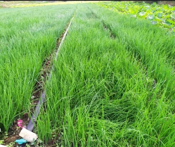 कांद्याचे रोप विक्री आहे