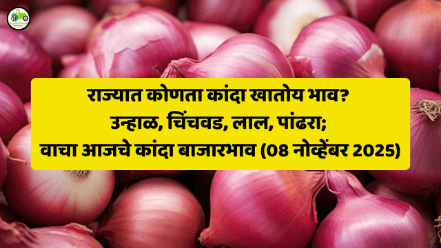 राज्यात कोणता कांदा खातोय भाव? उन्हाळ, चिंचवड, लाल, पांढरा; वाचा आजचे कांदा बाजारभाव (08 नोव्हेंबर 2025)